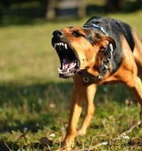 What to do Following a Dog Bite
