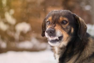 Wisconsin dog bite injury attorneys