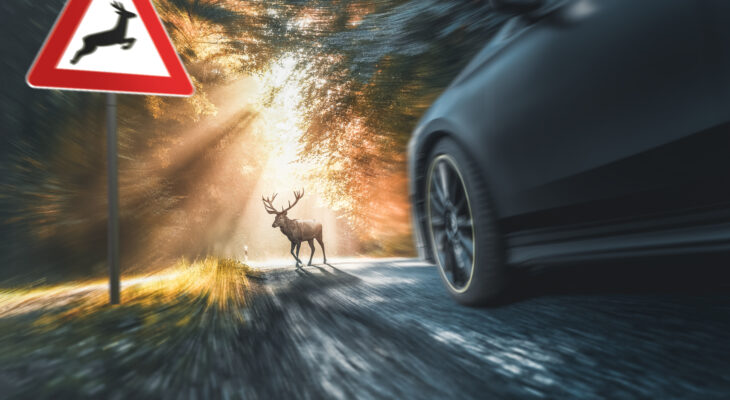 Who Is Liable in a Deer-Related Car Accident?